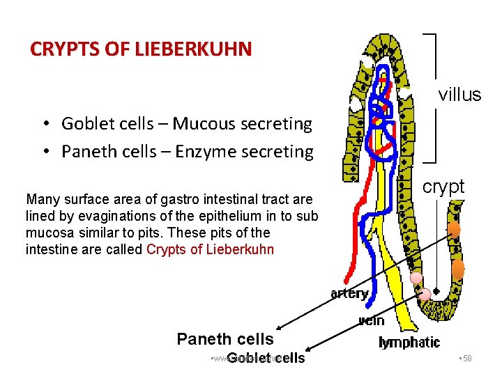 CRYPTS OF LIEBERKUHN villus • Goblet cells – Mucous secreting • Paneth cells –