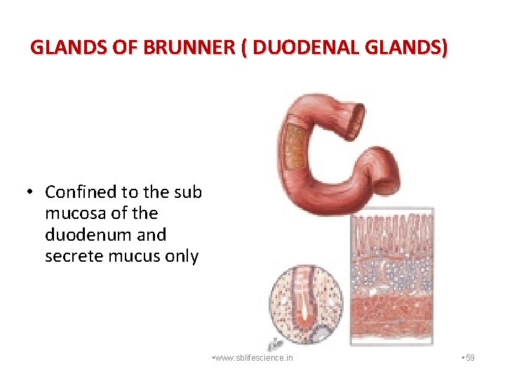 GLANDS OF BRUNNER ( DUODENAL GLANDS) • Confined to the sub mucosa of the