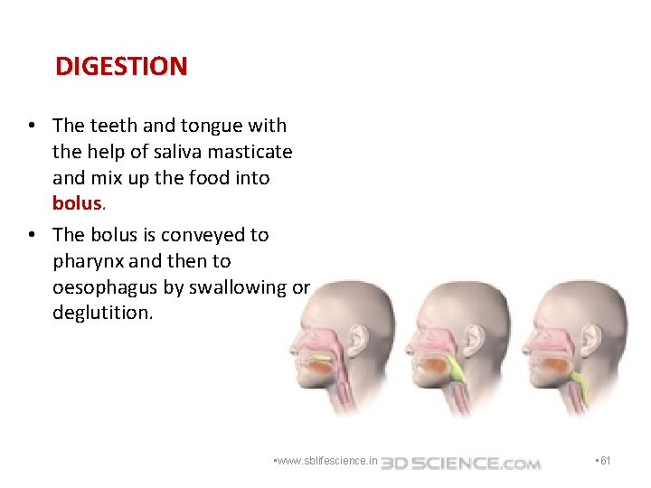 DIGESTION • The teeth and tongue with the help of saliva masticate and mix