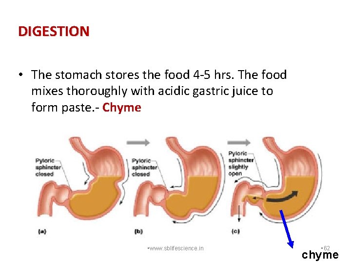 DIGESTION • The stomach stores the food 4 -5 hrs. The food mixes thoroughly