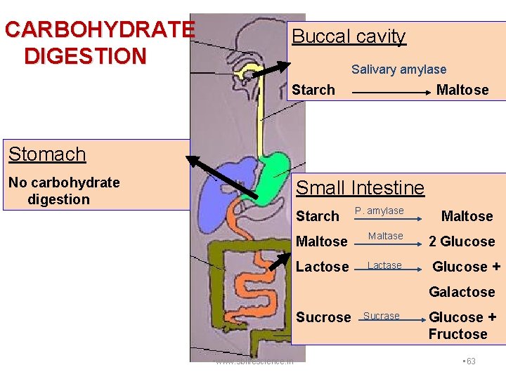 CARBOHYDRATE DIGESTION Buccal cavity Salivary amylase • Starch Maltose Stomach No carbohydrate digestion Small