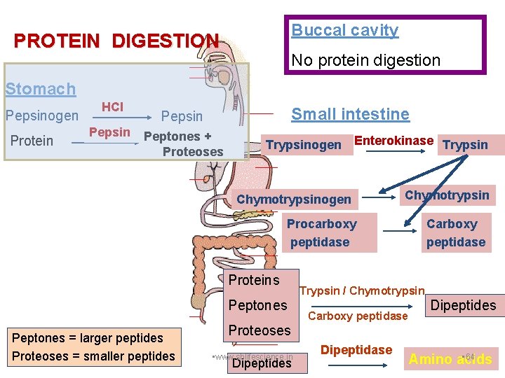 Buccal cavity PROTEIN DIGESTION No protein digestion Stomach Pepsinogen Protein HCl Pepsin Small intestine