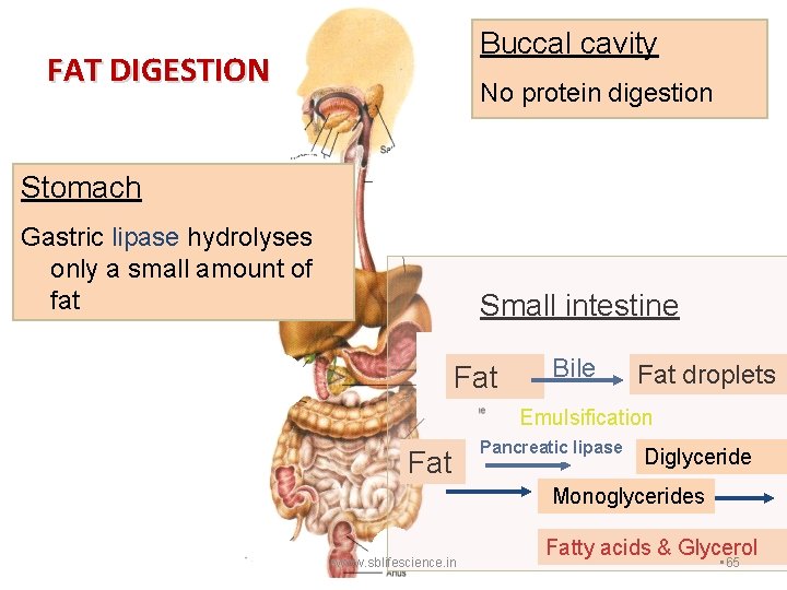 Buccal cavity FAT DIGESTION No protein digestion Stomach Gastric lipase hydrolyses only a small
