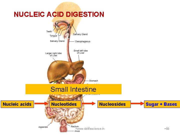 NUCLEIC ACID DIGESTION Small Intestine Nucleic acids Nucleotides Nucleosides • www. sblifescience. in Sugar