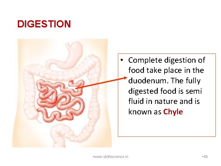 DIGESTION • Complete digestion of food take place in the duodenum. The fully digested