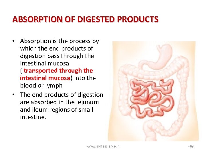 ABSORPTION OF DIGESTED PRODUCTS • Absorption is the process by which the end products