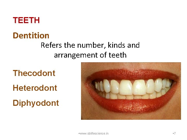 TEETH Dentition Refers the number, kinds and arrangement of teeth Thecodont Heterodont Diphyodont •