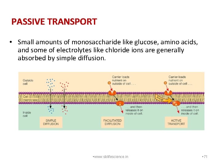 PASSIVE TRANSPORT • Small amounts of monosaccharide like glucose, amino acids, and some of