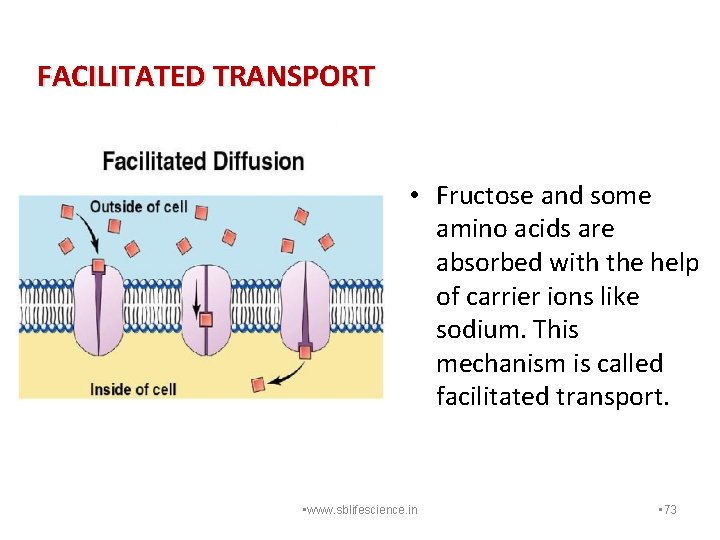 FACILITATED TRANSPORT • Fructose and some amino acids are absorbed with the help of