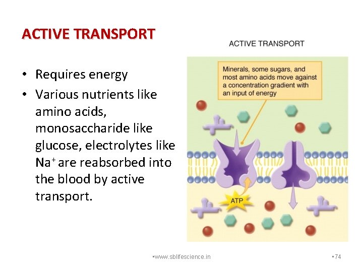ACTIVE TRANSPORT • Requires energy • Various nutrients like amino acids, monosaccharide like glucose,