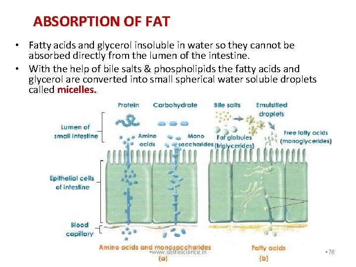 ABSORPTION OF FAT • Fatty acids and glycerol insoluble in water so they cannot