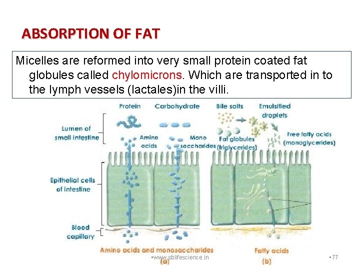 ABSORPTION OF FAT Micelles are reformed into very small protein coated fat globules called