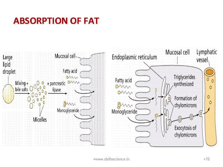 ABSORPTION OF FAT • www. sblifescience. in • 78 