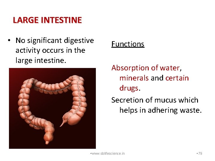 LARGE INTESTINE • No significant digestive activity occurs in the large intestine. Functions Absorption