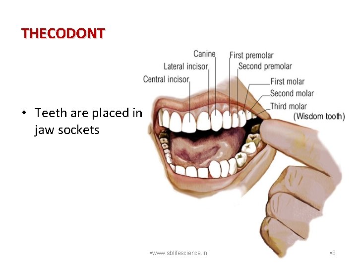 THECODONT • Teeth are placed in jaw sockets • www. sblifescience. in • 8