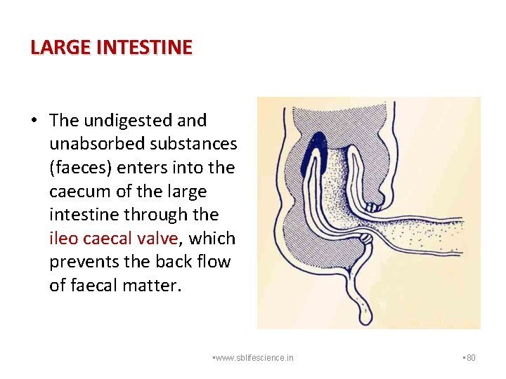 LARGE INTESTINE • The undigested and unabsorbed substances (faeces) enters into the caecum of