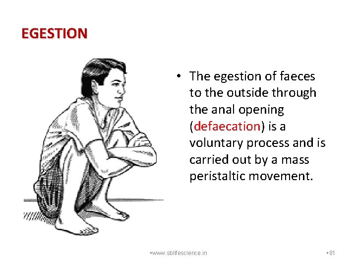 EGESTION • The egestion of faeces to the outside through the anal opening (defaecation)