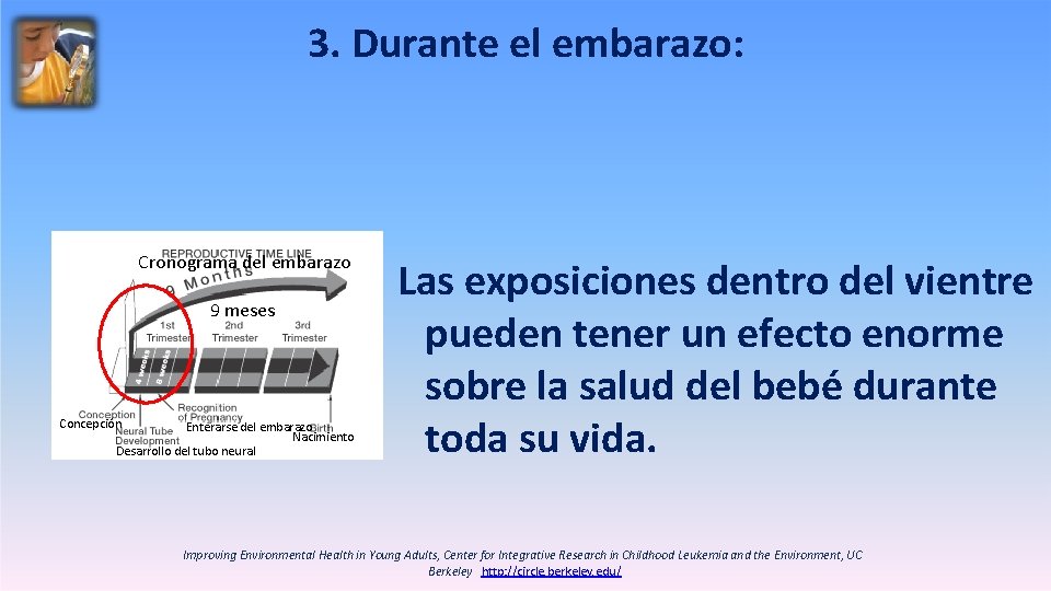 3. Durante el embarazo: Cronograma del embarazo 9 meses Concepción Enterarse del embarazo Nacimiento