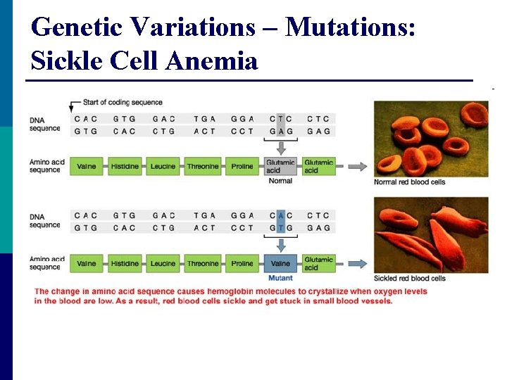 Genetic Variations – Mutations: Sickle Cell Anemia 