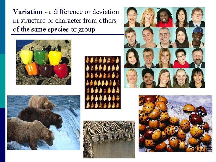 Variation - a difference or deviation in structure or character from others of the