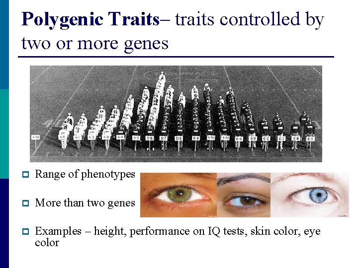 Polygenic Traits– traits controlled by two or more genes p Range of phenotypes p