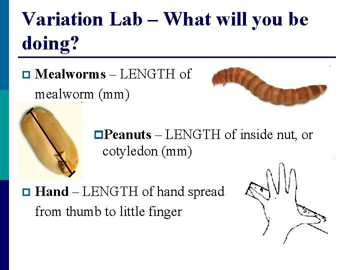 Variation Lab – What will you be doing? p Mealworms – LENGTH of mealworm