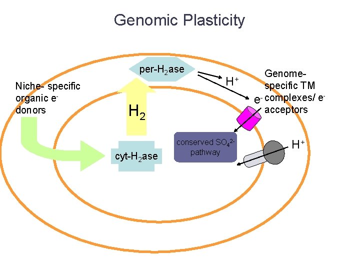 Genomic Plasticity per-H 2 ase Niche- specific organic edonors H+ H 2 cyt-H 2