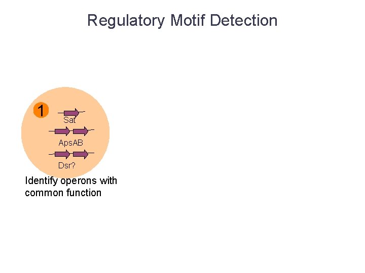 Regulatory Motif Detection 1 Sat Aps. AB Dsr? Identify operons with common function 
