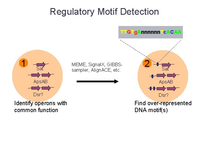 Regulatory Motif Detection TTGTg. Annnnnn. Tc. ACAA 1 Sat MEME, Signal. X, GIBBSsampler, Align.