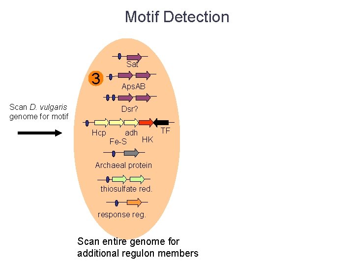Motif Detection Sat 3 Aps. AB Scan D. vulgaris genome for motif Dsr? Hcp