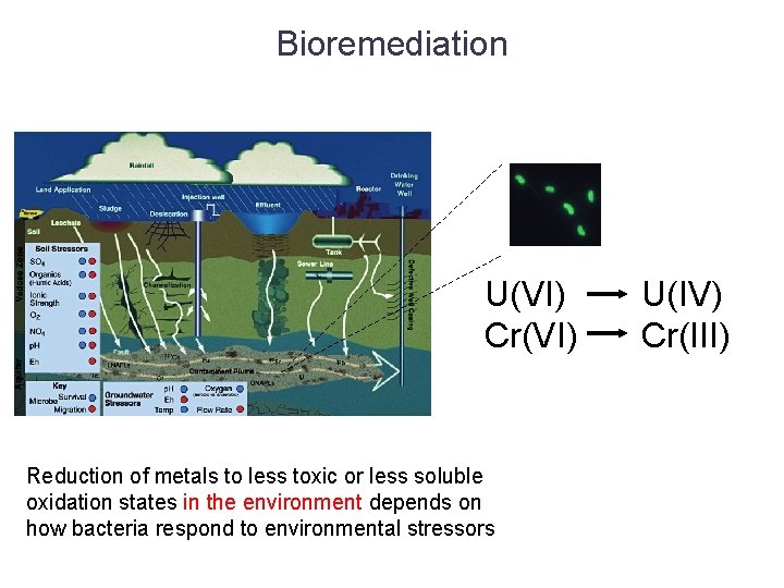 Bioremediation U(VI) Cr(VI) Reduction of metals to less toxic or less soluble oxidation states