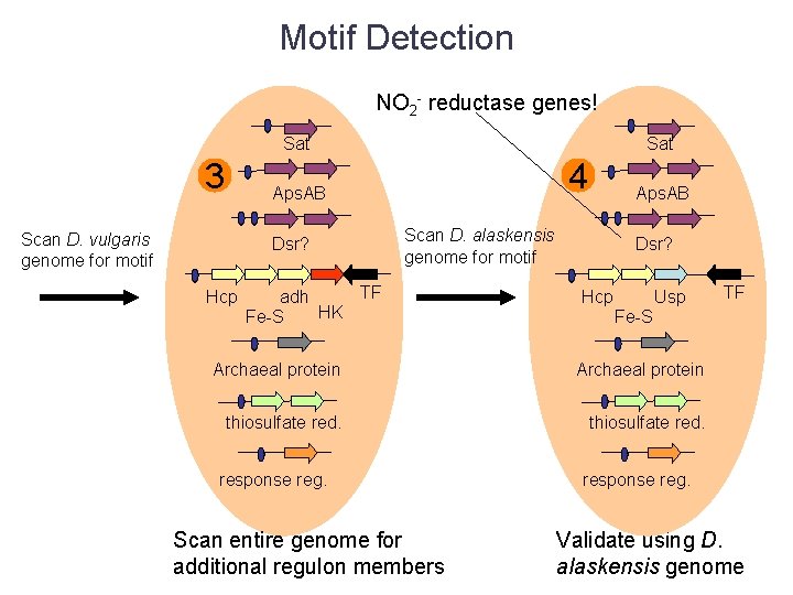 Motif Detection NO 2 - reductase genes! Sat 3 Sat 4 Aps. AB Scan