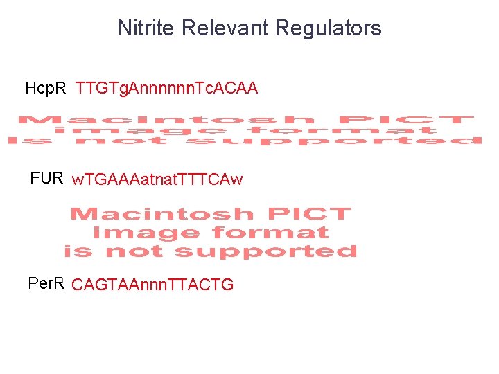 Nitrite Relevant Regulators Hcp. R TTGTg. Annnnnn. Tc. ACAA FUR w. TGAAAatnat. TTTCAw Per.
