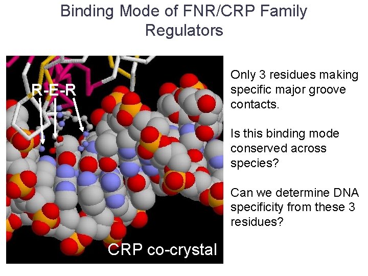 Binding Mode of FNR/CRP Family Regulators Only 3 residues making specific major groove contacts.