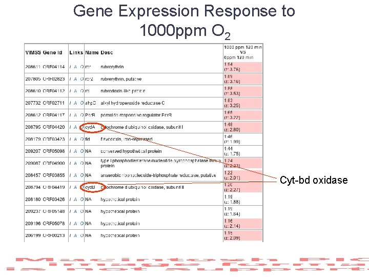 Gene Expression Response to 1000 ppm O 2 Cyt-bd oxidase 