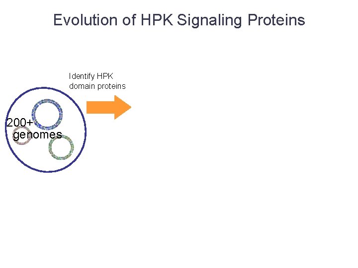 Evolution of HPK Signaling Proteins Identify HPK domain proteins 200+ genomes 