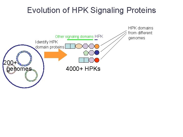 Evolution of HPK Signaling Proteins Other signaling domains HPK Identify HPK domain proteins 200+