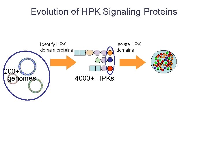 Evolution of HPK Signaling Proteins Identify HPK domain proteins 200+ genomes Isolate HPK domains