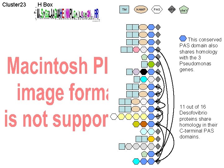 Cluster 23 H Box TM HAMP PAS HPK che. Y This conserved PAS domain