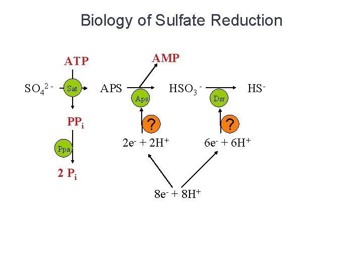 Biology of Sulfate Reduction AMP ATP SO 42 - Sat PPi Ppa APS HSO