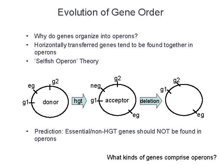 Evolution of Gene Order • Why do genes organize into operons? • Horizontally transferred