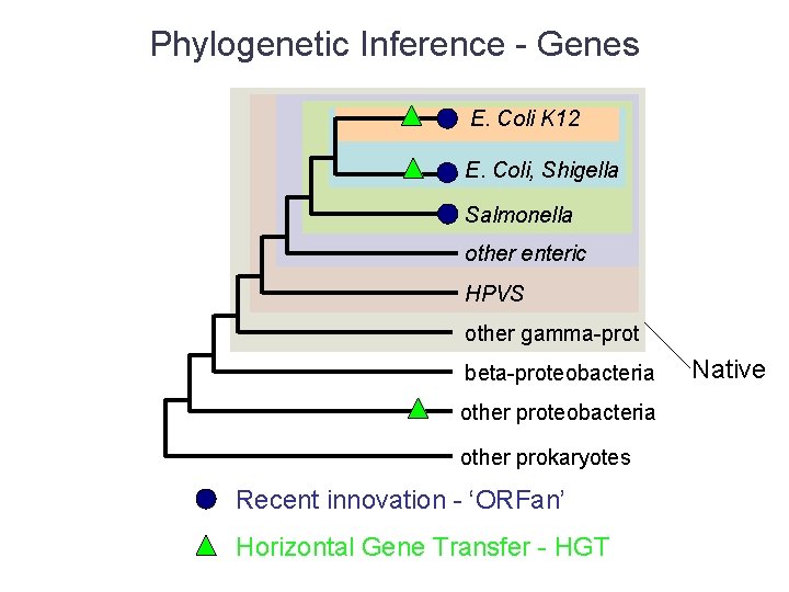 Phylogenetic Inference - Genes E. Coli K 12 E. Coli, Shigella Salmonella other enteric