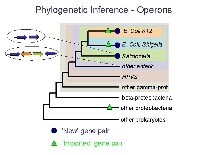 Phylogenetic Inference - Operons E. Coli K 12 E. Coli, Shigella Salmonella other enteric