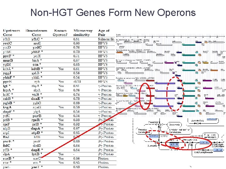 Non-HGT Genes Form New Operons 