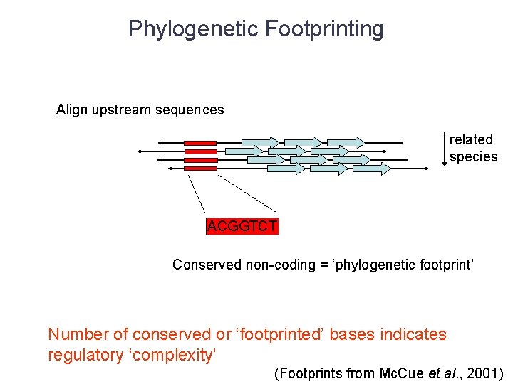 Phylogenetic Footprinting Align upstream sequences related species ACGGTCT Conserved non-coding = ‘phylogenetic footprint’ Number