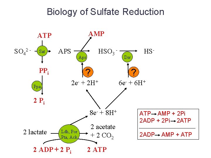 Biology of Sulfate Reduction AMP ATP SO 42 - Sat APS PPi Ppa HSO