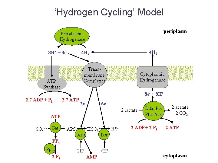 ‘Hydrogen Cycling’ Model periplasm Periplasmic Hydrogenase 8 H+ + 8 e- 4 H 2
