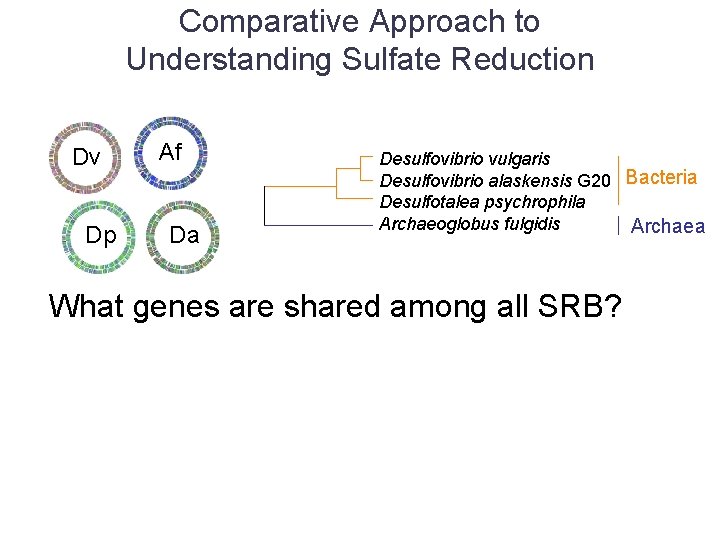 Comparative Approach to Understanding Sulfate Reduction Dv Dp Af Da Desulfovibrio vulgaris Desulfovibrio alaskensis