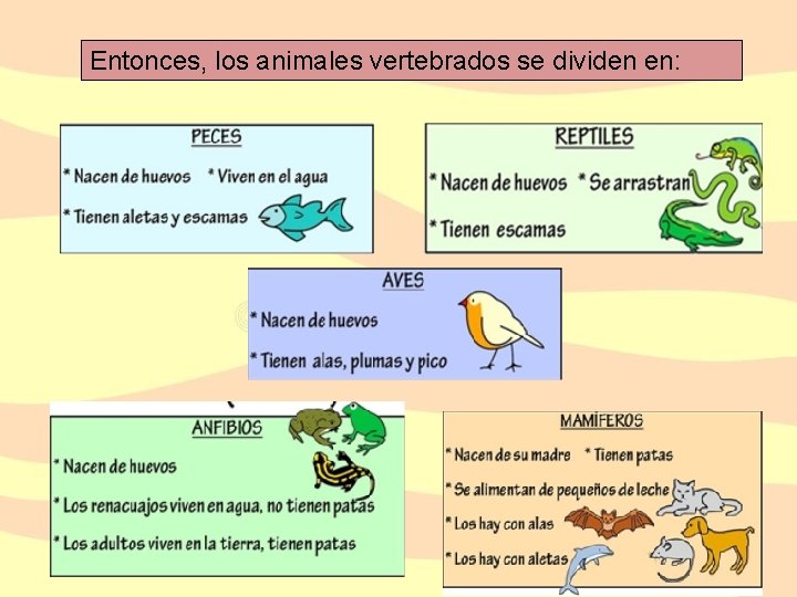 Entonces, los animales vertebrados se dividen en: 