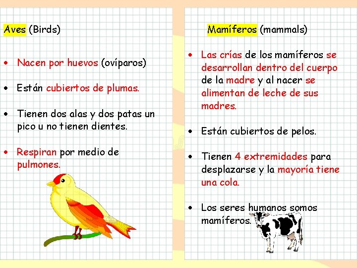 Aves (Birds) Nacen por huevos (ovíparos) Están cubiertos de plumas. Tienen dos alas y